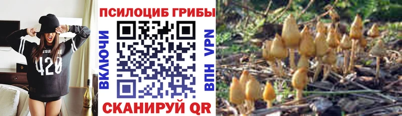 Галлюциногенные грибы Magic Shrooms  Новокубанск 
